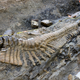 Imagen para el artículo titulado Hallan en México la cola de un dinosaurio de hace 72 millones de años